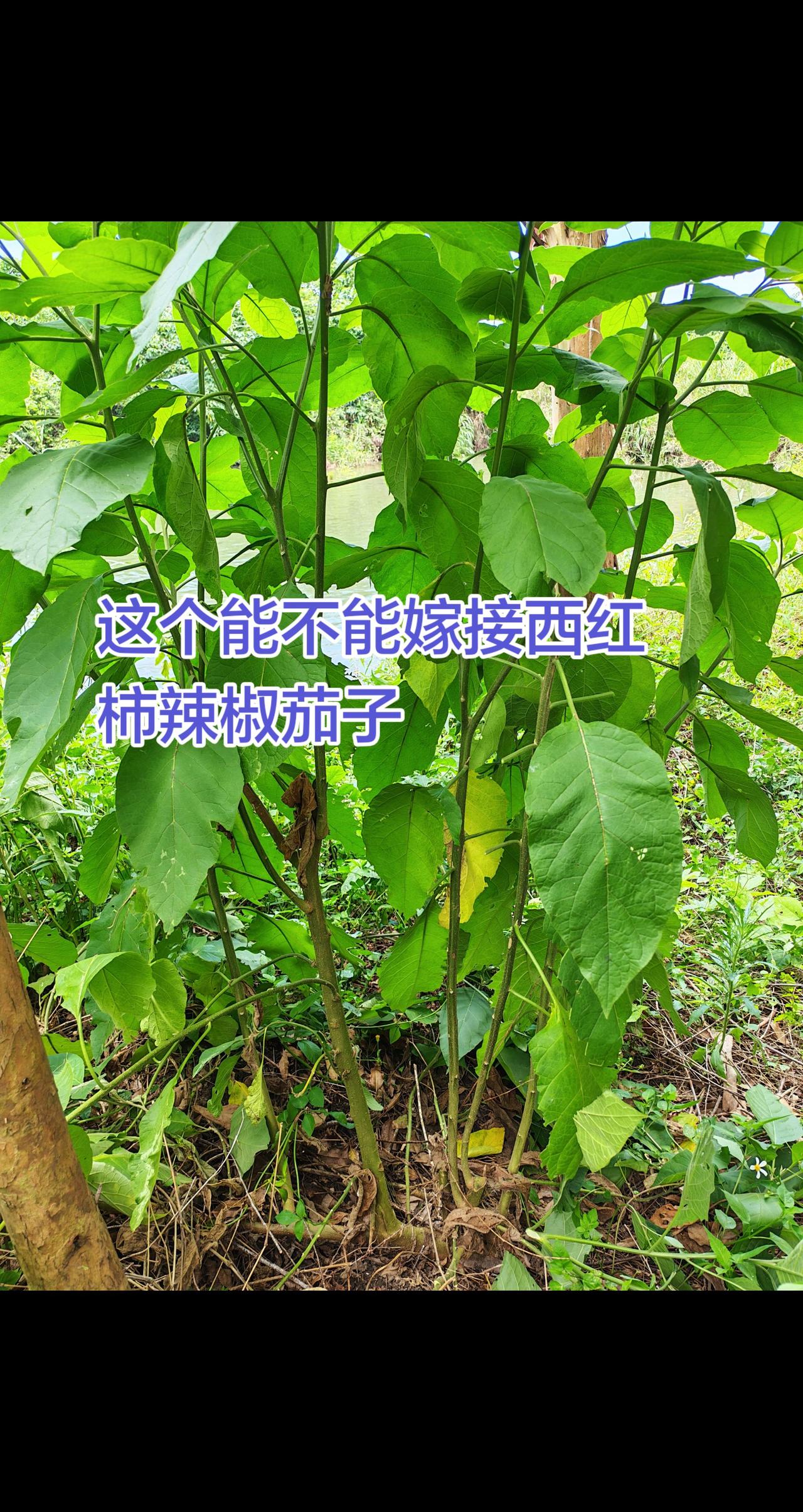 谁懂这个行不行嫁接