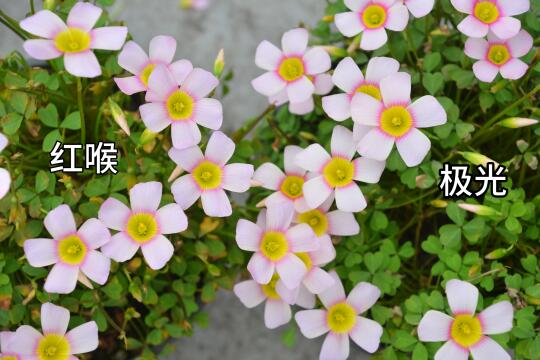 这两个酢浆草品种真的是太像了