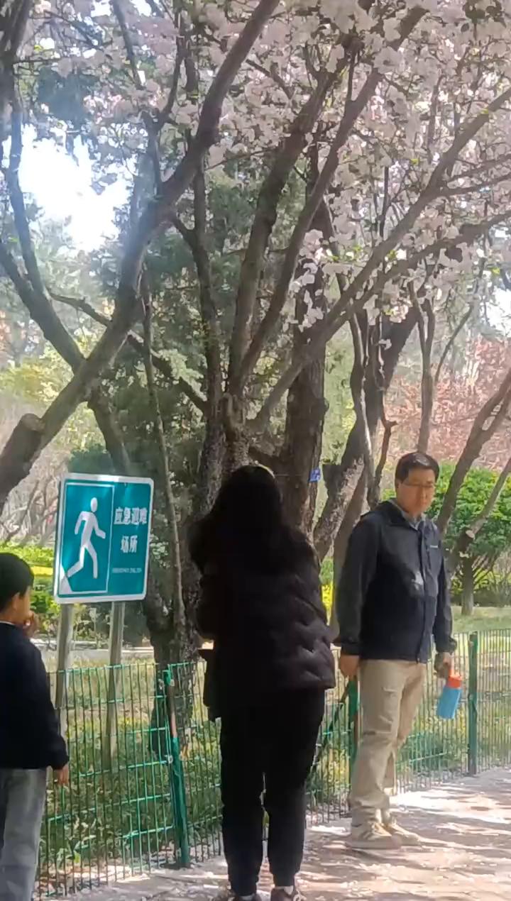 樱花开了，好漂亮。