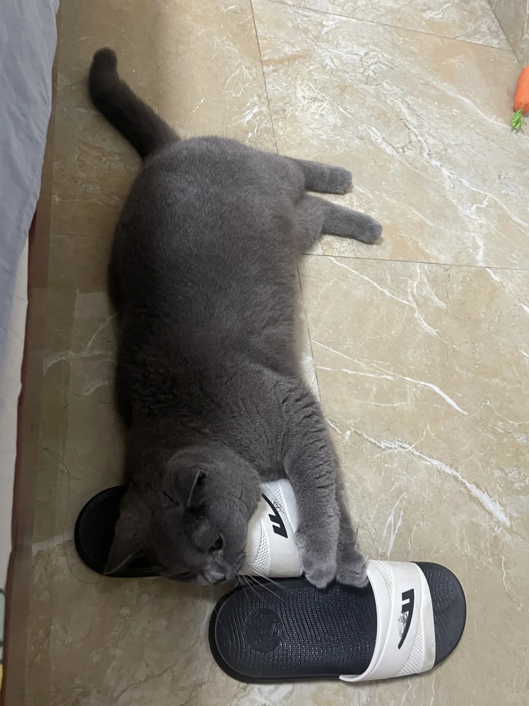 小猫咪说多少是有点上头了🤣