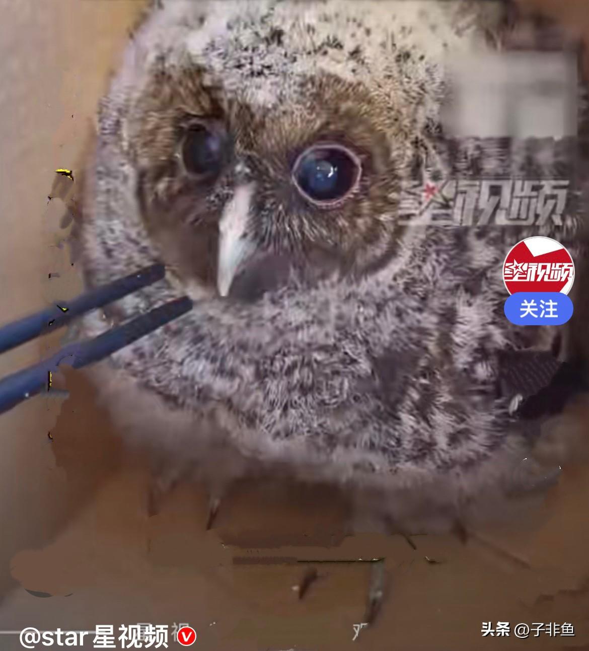 近日，贵州一只萌萌的小猫头鹰误闯入了一大哥家……
       小家伙懵懵懂懂飞