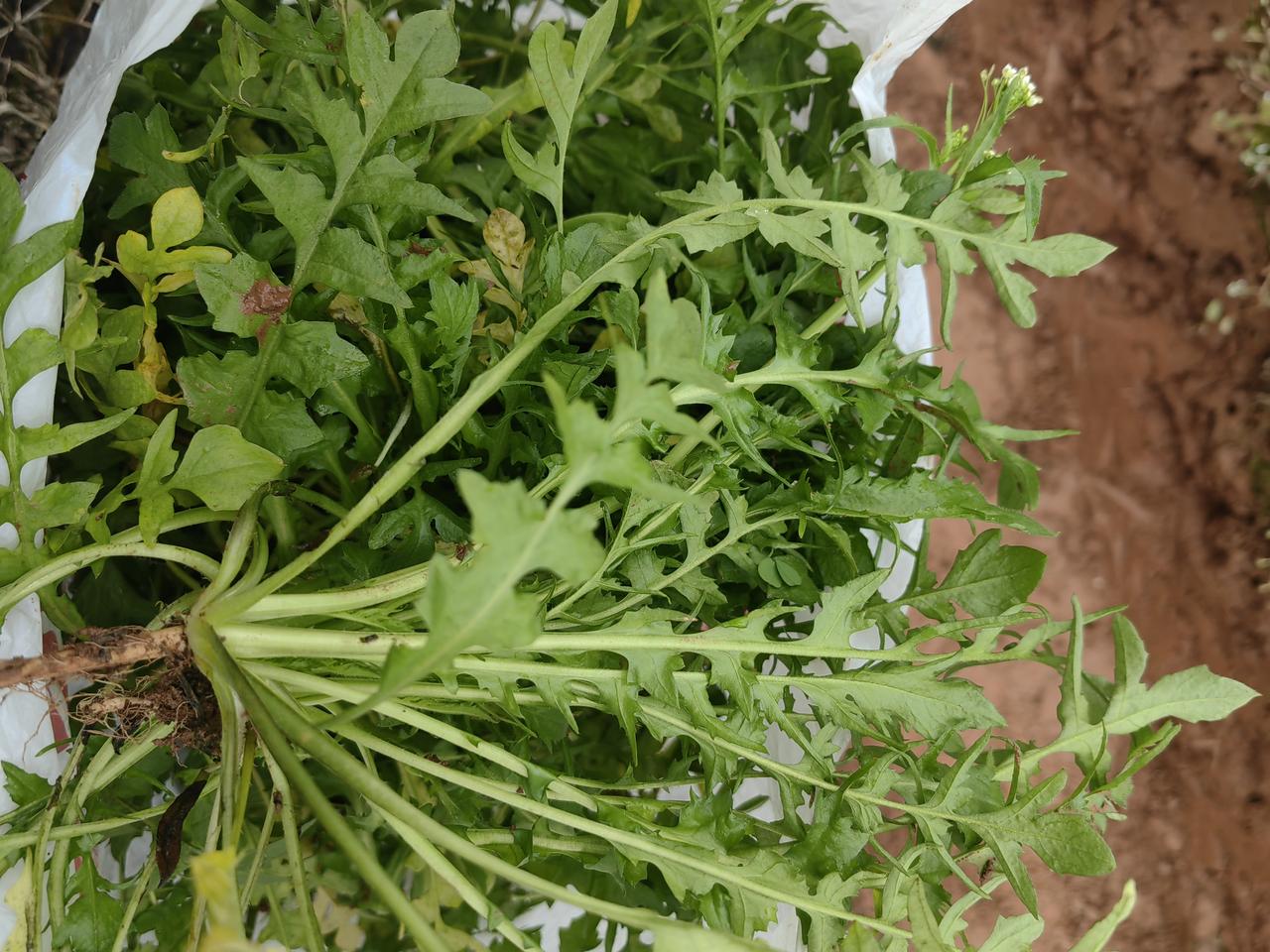 晒图笔记大赛农历26到家，昨天就晴了一天，然后就下地里挖野菜去了，做成香喷喷的饺