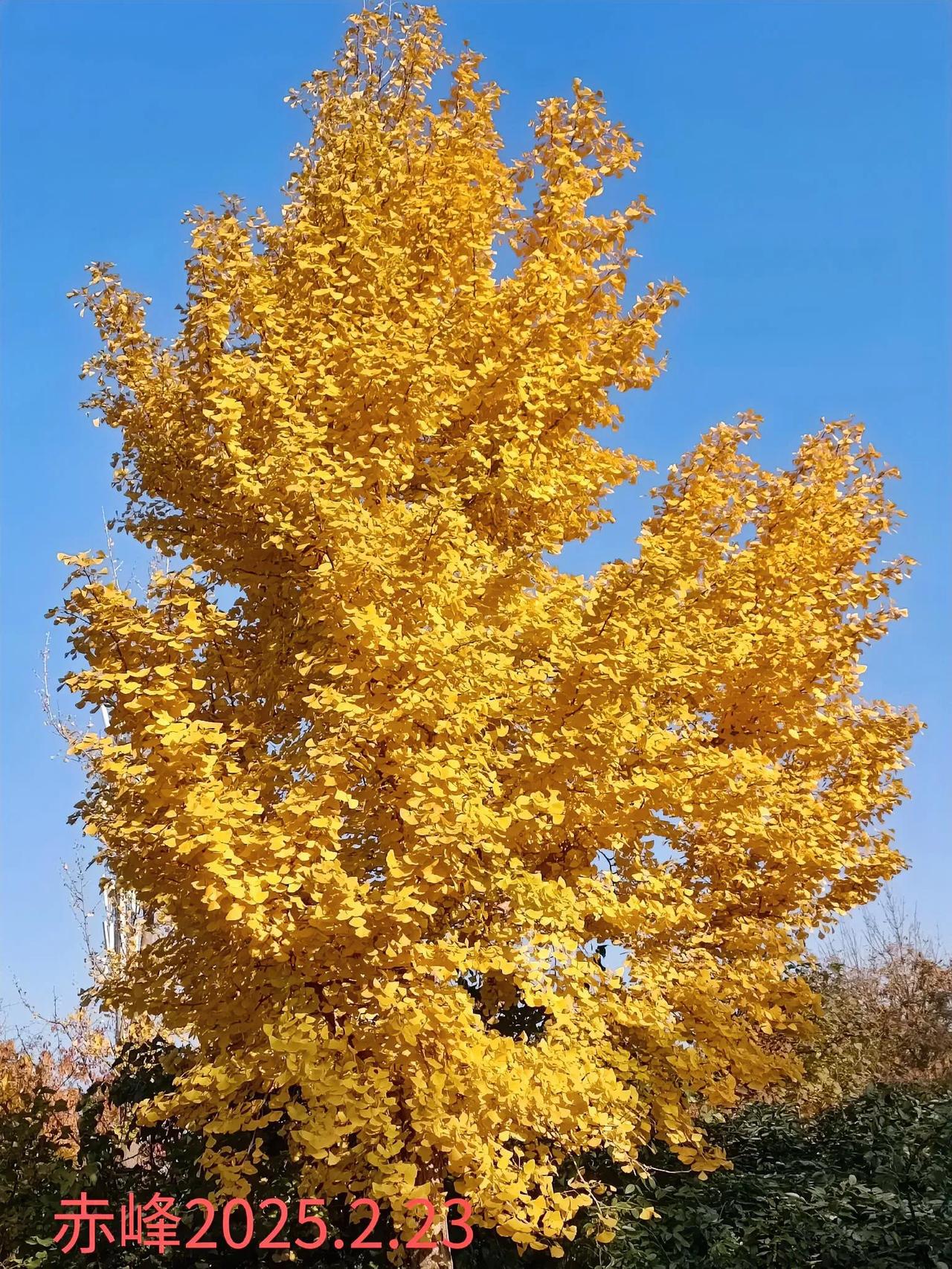 分享随手拍金黄色的树叶路边随拍，通体金黄的树叶。