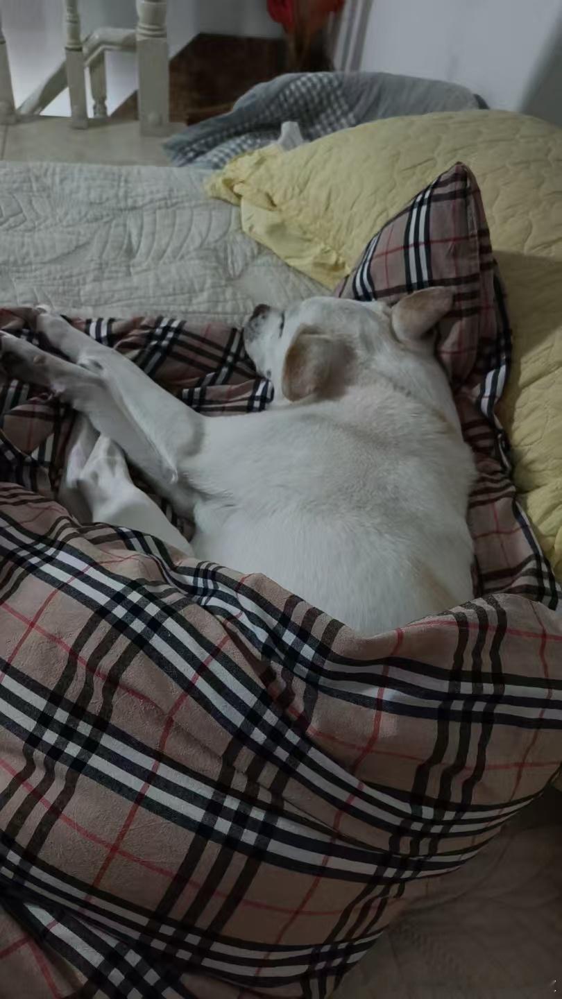 孩子都成精了。昨晚没喝大