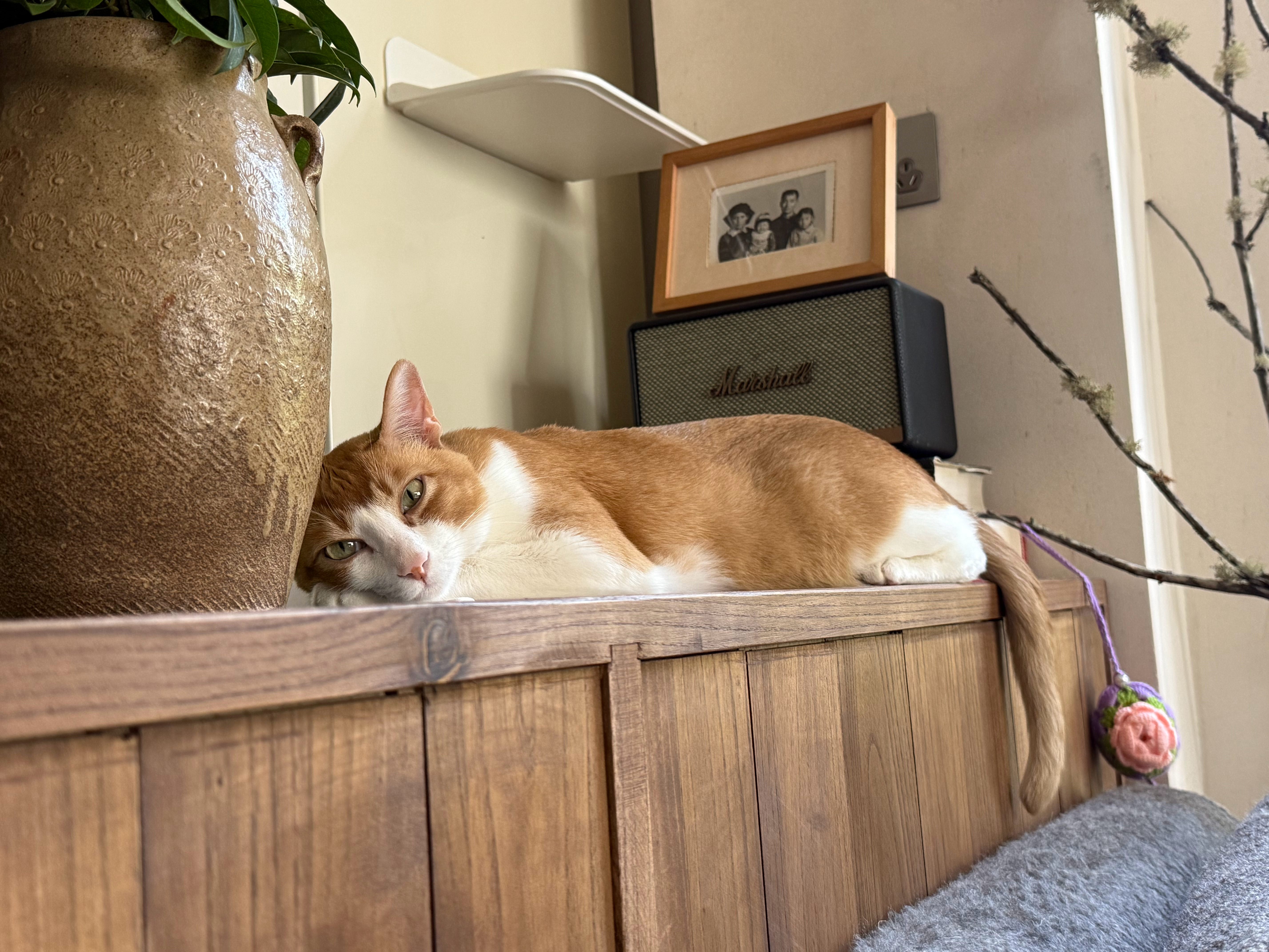 早晨🦥桂花树下的🐈 
