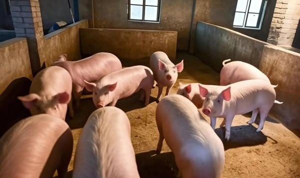 卓创资讯：11月日均生猪屠宰量环比增加1.27%。11月末较10月末累计增加6.