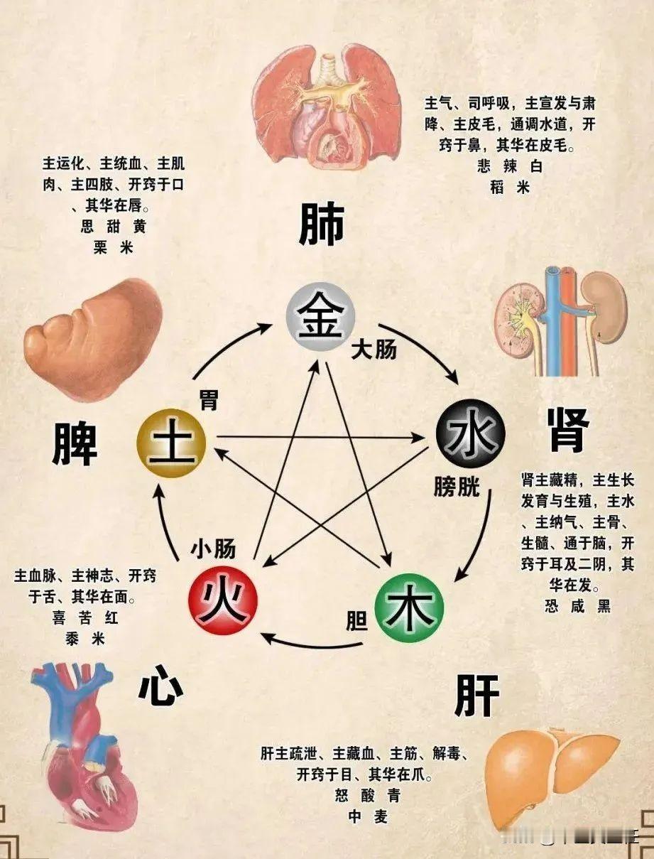 肺不好治大肠，心不好治小肠，怎么理解？
先说肺不好治大肠

像有的人肺不好，经常