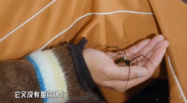 邓超脸上长蜘蛛了邓超cos蜘蛛侠不愧是内娱魔丸～超哥真的太敢玩了，惩罚环节直接把