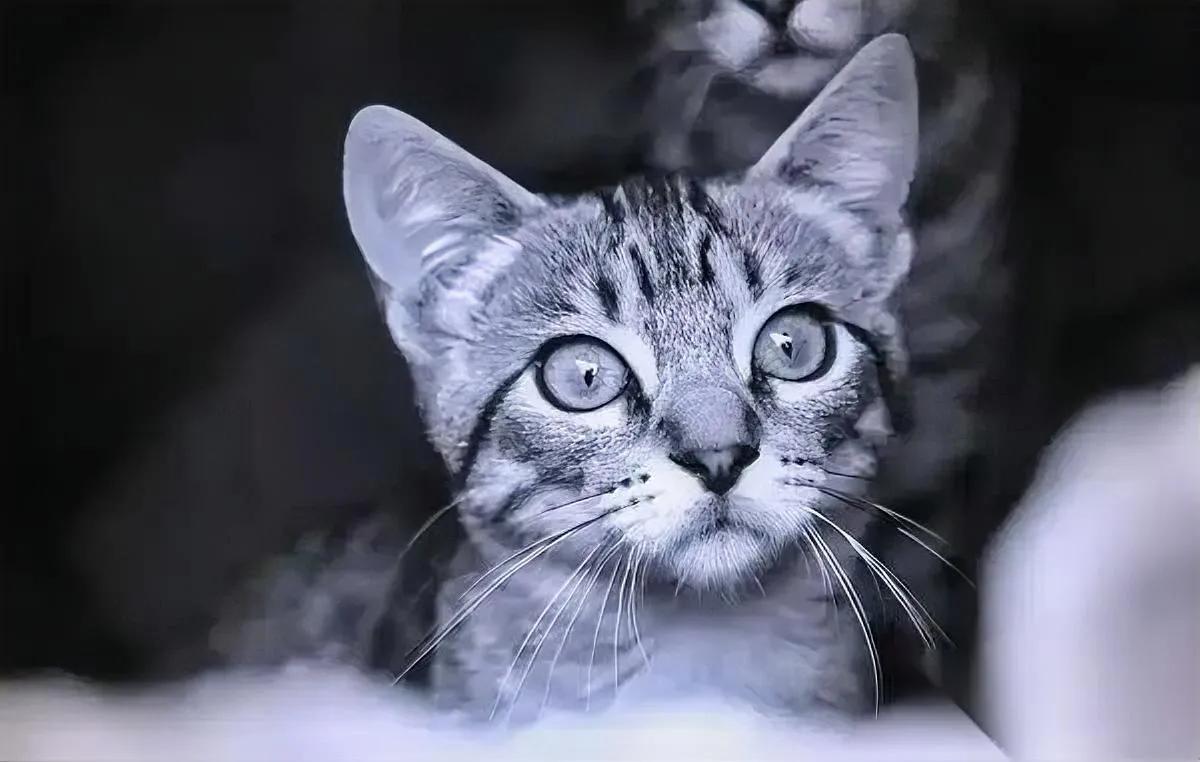 流浪猫被倒吊抽血？

画面曝光让人脊背发凉

广州街头，几只瘦骨嶙峋的流浪猫被粗