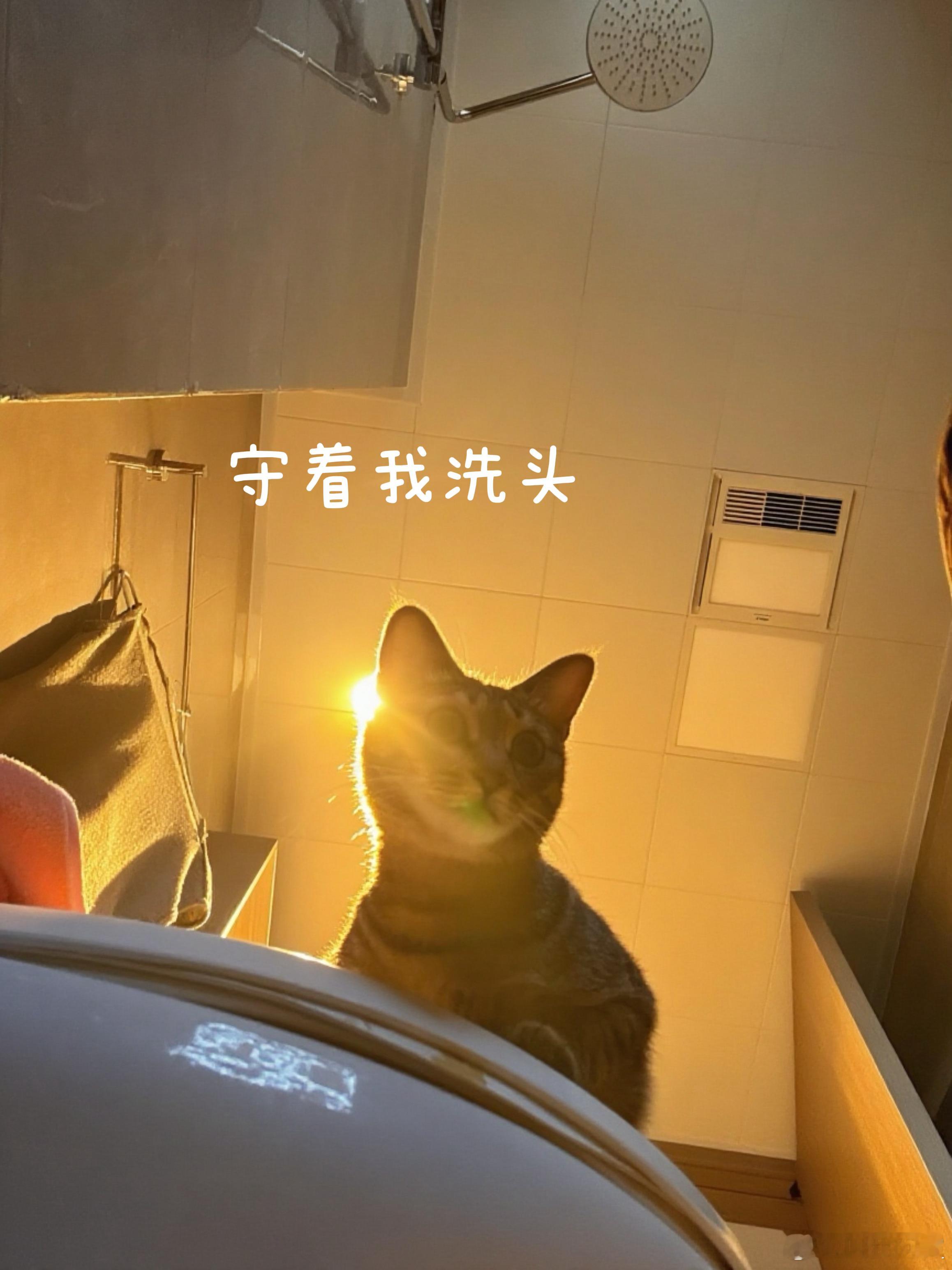 小霞说，喜欢一个人待着 ……可是也会觉得孤独，那怎么办？还好我有一只小猫～离群索