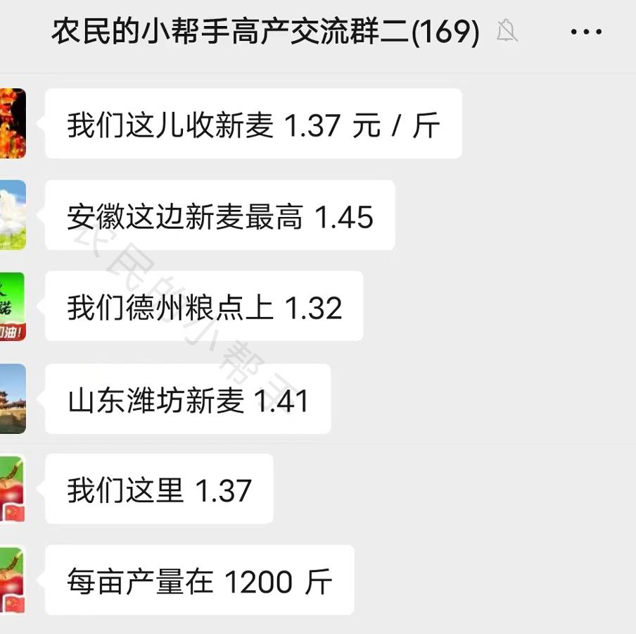 1.45元/斤！！今年新麦价格不低啊，有些地方收购价格最高已达到1.45元/斤。