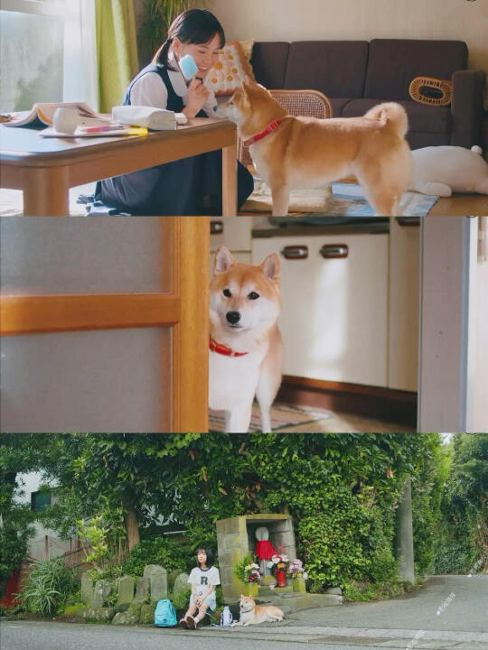 被这部日剧狠狠治愈了❗️每帧都想截图❗️