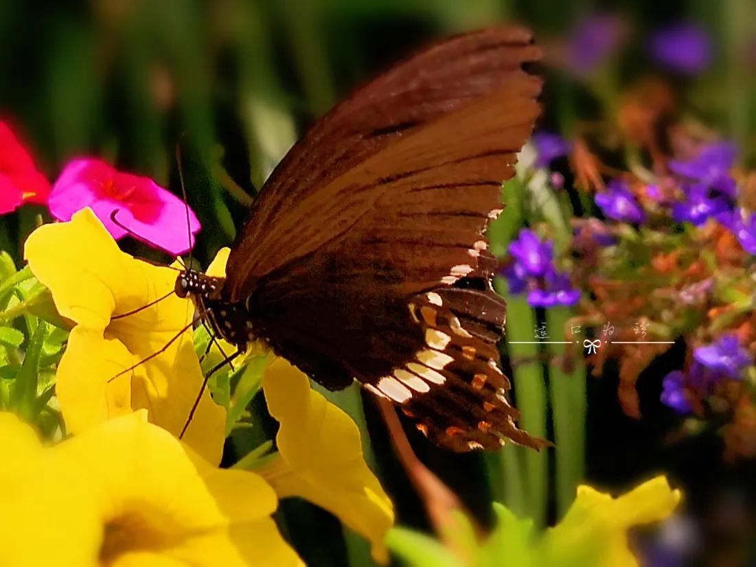 邀您对下联：
上联：堤岸花灿蝶蜂恋，

上联：霞彩照花添丽艳，

下联：您随意…