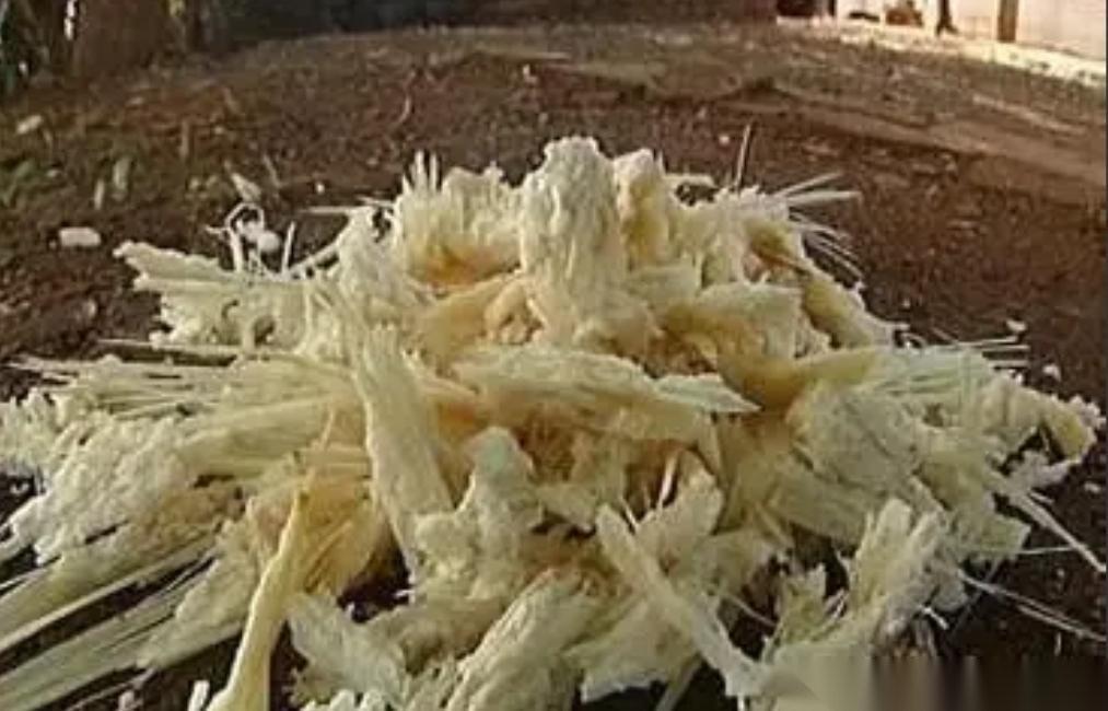 印度每年榨糖剩下7500万吨甘蔗渣，堆在河边发臭，蚊虫漫天飞，可是这堆烂渣子，中