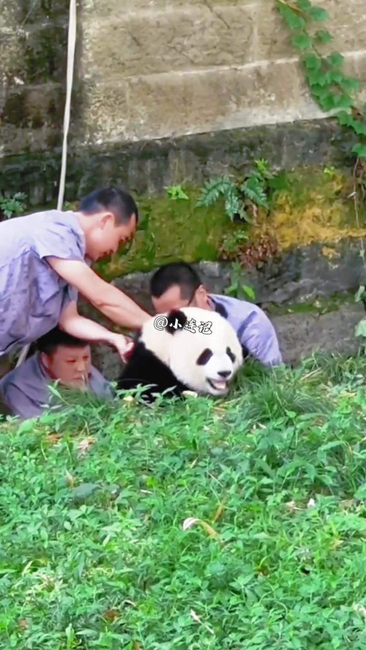 一个女娃被三个大汉洗屁屁。
小连记。