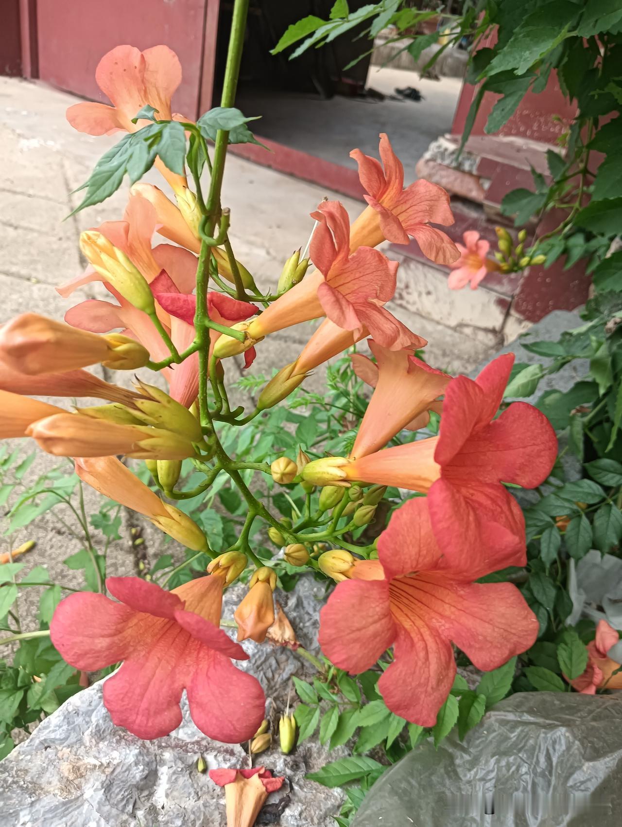 夏日生活打卡季花🌸儿美，心❤️也醉，开心❤️快乐每一天才是最重要的！