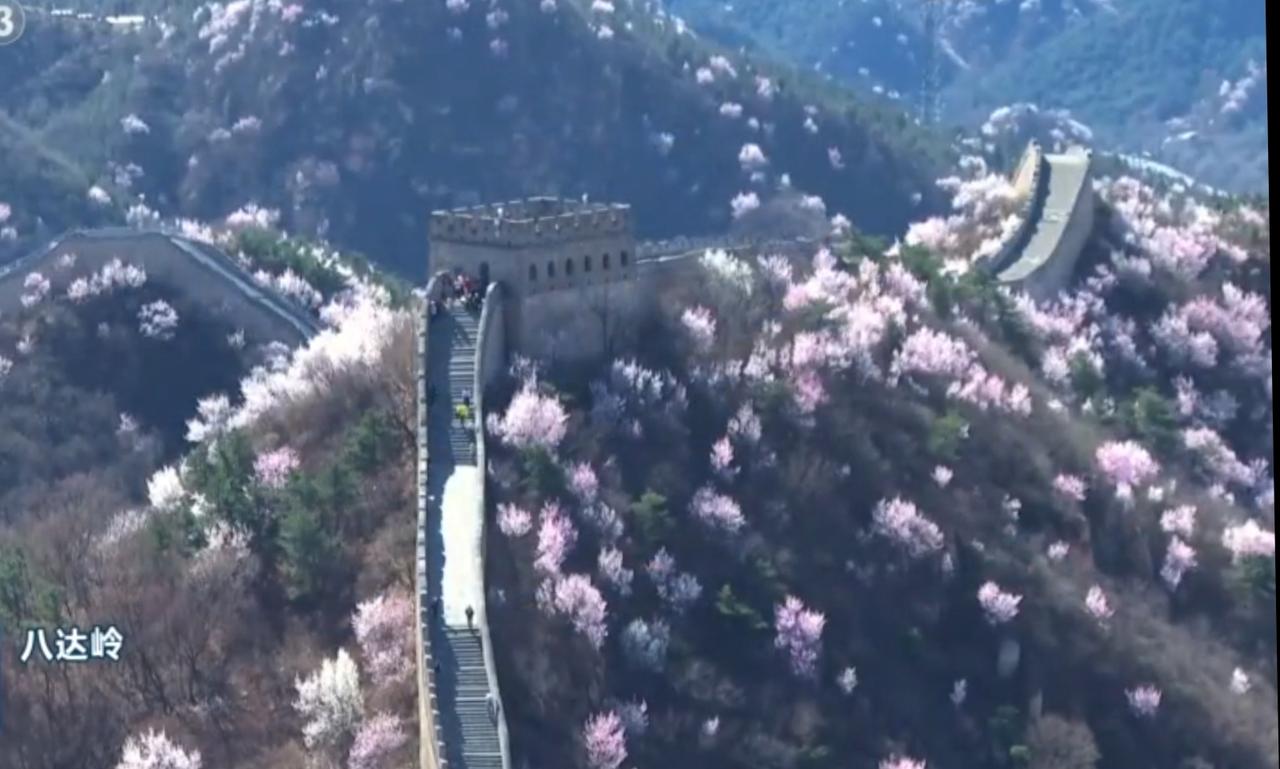 春日中国，山河锦绣。泰山巍峨，红墙古建错落山间；八达岭长城蜿蜒，漫山繁花次第绽放