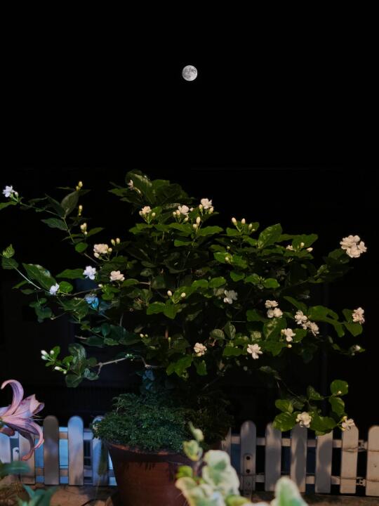 最近阳台上的茉莉花群开，每晚都伴着花香入眠…… 	 ·