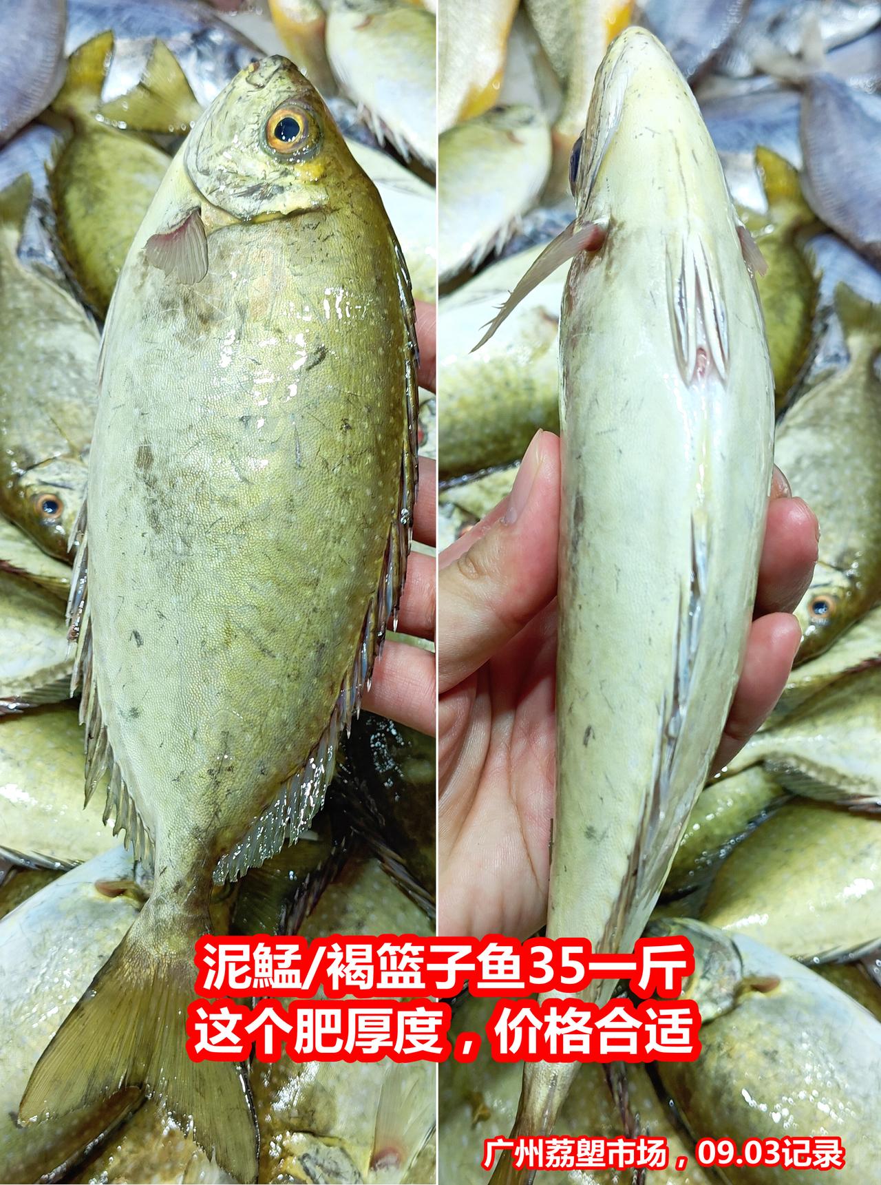 泥鯭/褐篮子鱼35/斤，这肥厚度，价格对的
广州荔塱市场，2026.09.03记