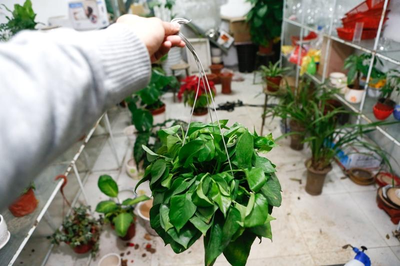 阳台养花，选对品种很重要。像牡丹吊兰就是不错的选择，它是垂吊花首选，枝条能垂1米