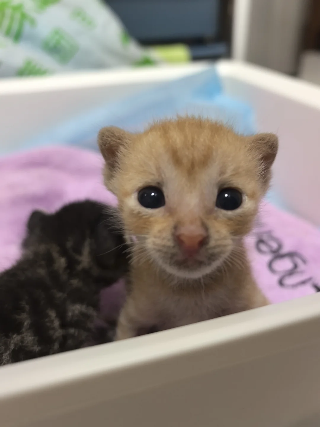 手养黄鼠狼局 没有别硬上