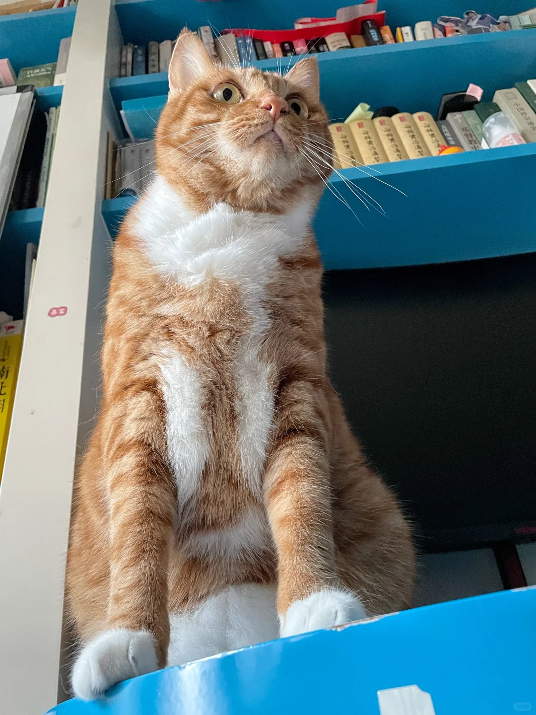看图答题：这只猫在做什么？