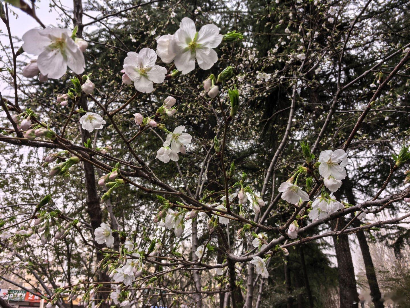 花开时节遇见最美城市 城市与乡村，大城与小城，都有一个春天。鲜花与绿叶，含苞与怒