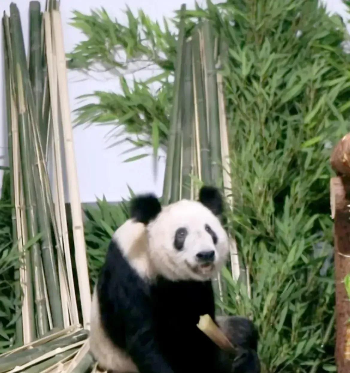 丫丫胖了也笑了，我看哭了，丫丫终于回家了，回到北京动物园，有吃不完的竹子，鲜嫩的