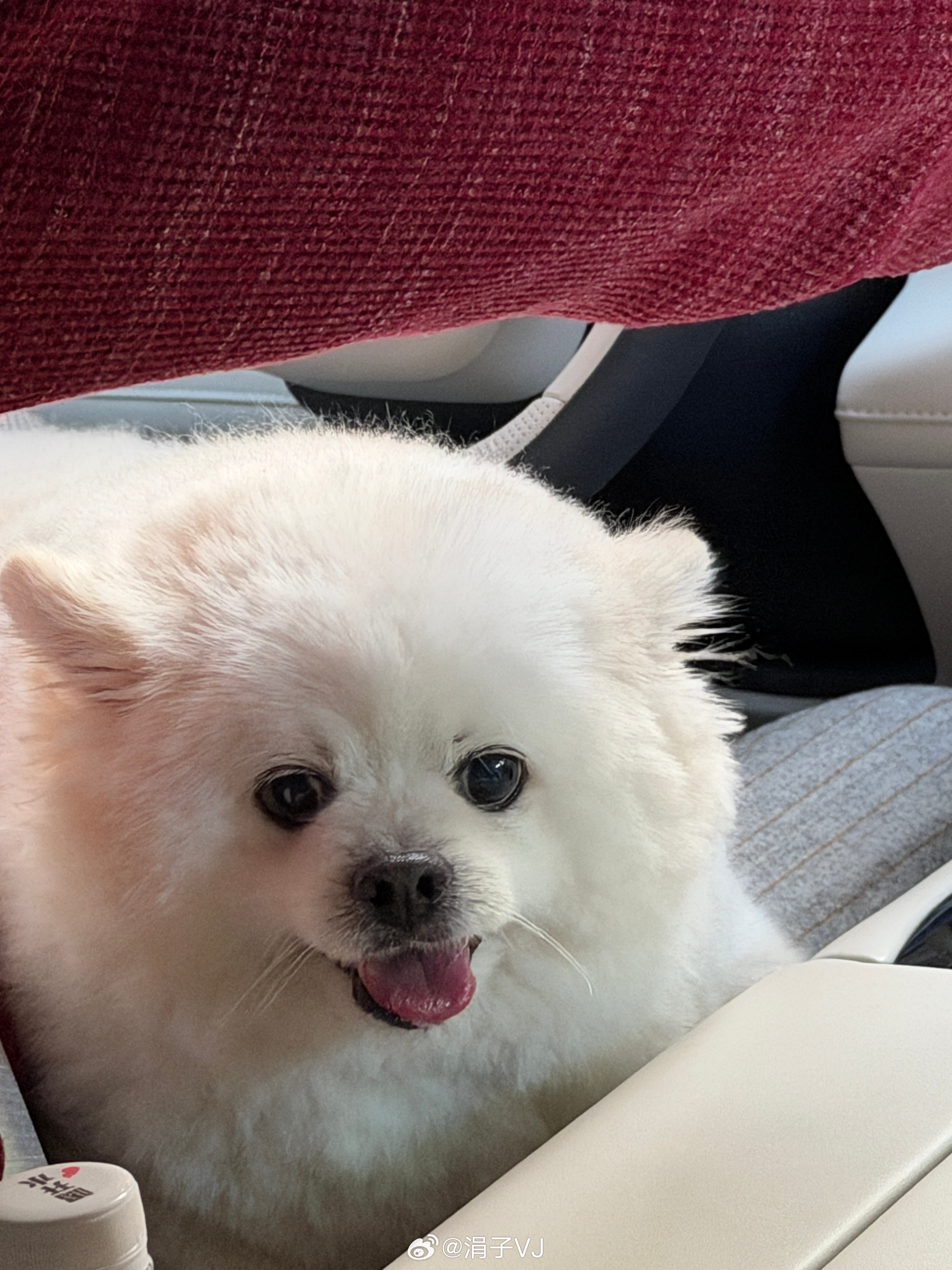 外婆对👦和🐶的统一标准：吃胖吃多点，不然没抵抗力。朋友说，家里都是同款外婆。