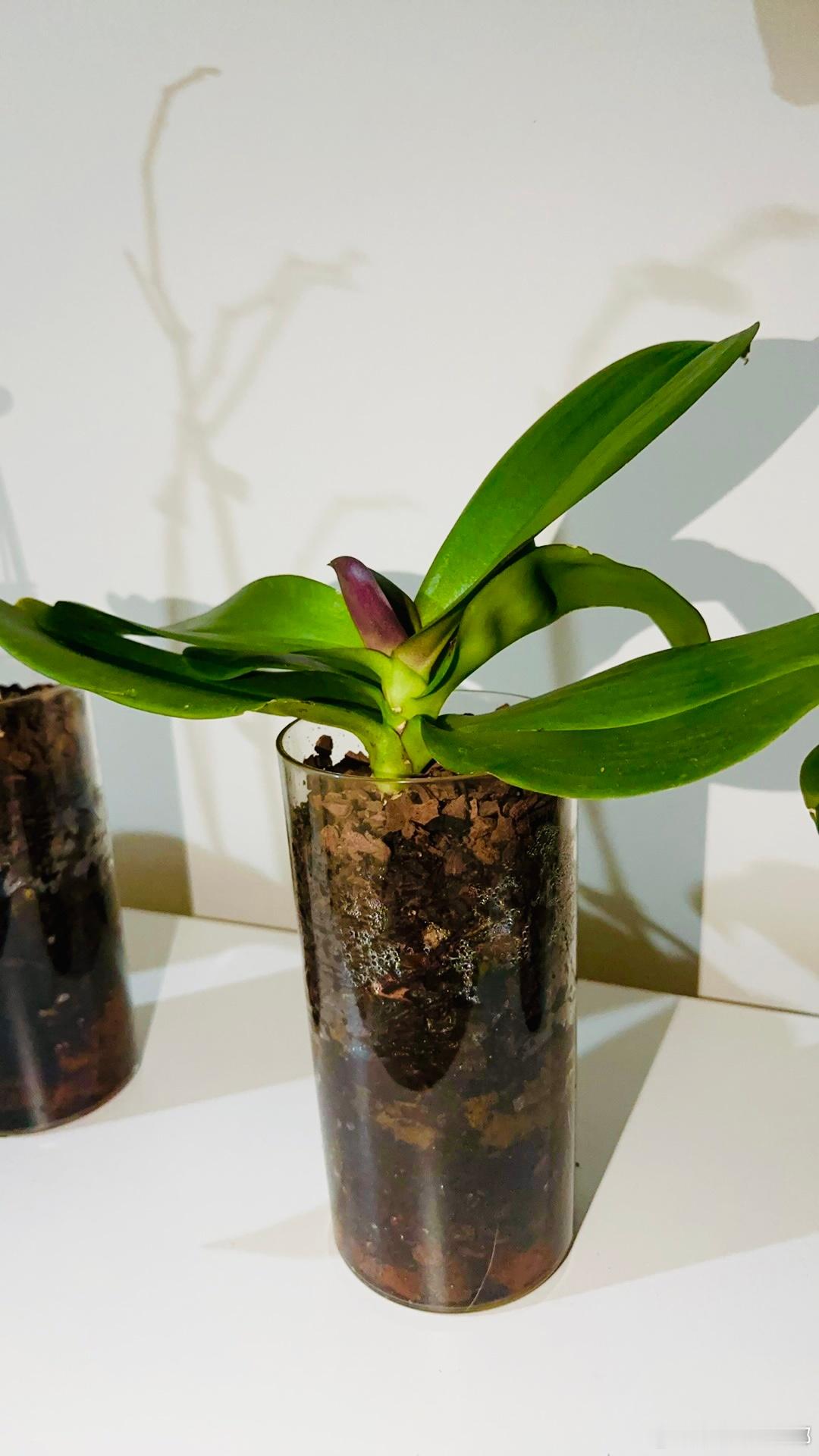 每片叶子摸起来都Duang～Duang～的！养花、养自己、待人，一个道理…… 