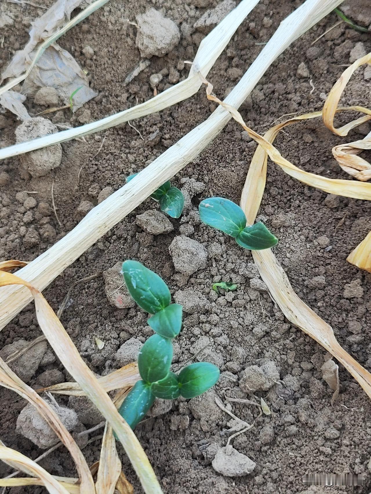 就是种好我家小菜园，今天一大早来到小菜园，深翻土壤，将土壤规划成长方形小畦子，覆