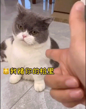 猫猫演技炸裂，小鲜肉们好好学学吧！猫：我赌你的枪里没有子弹
