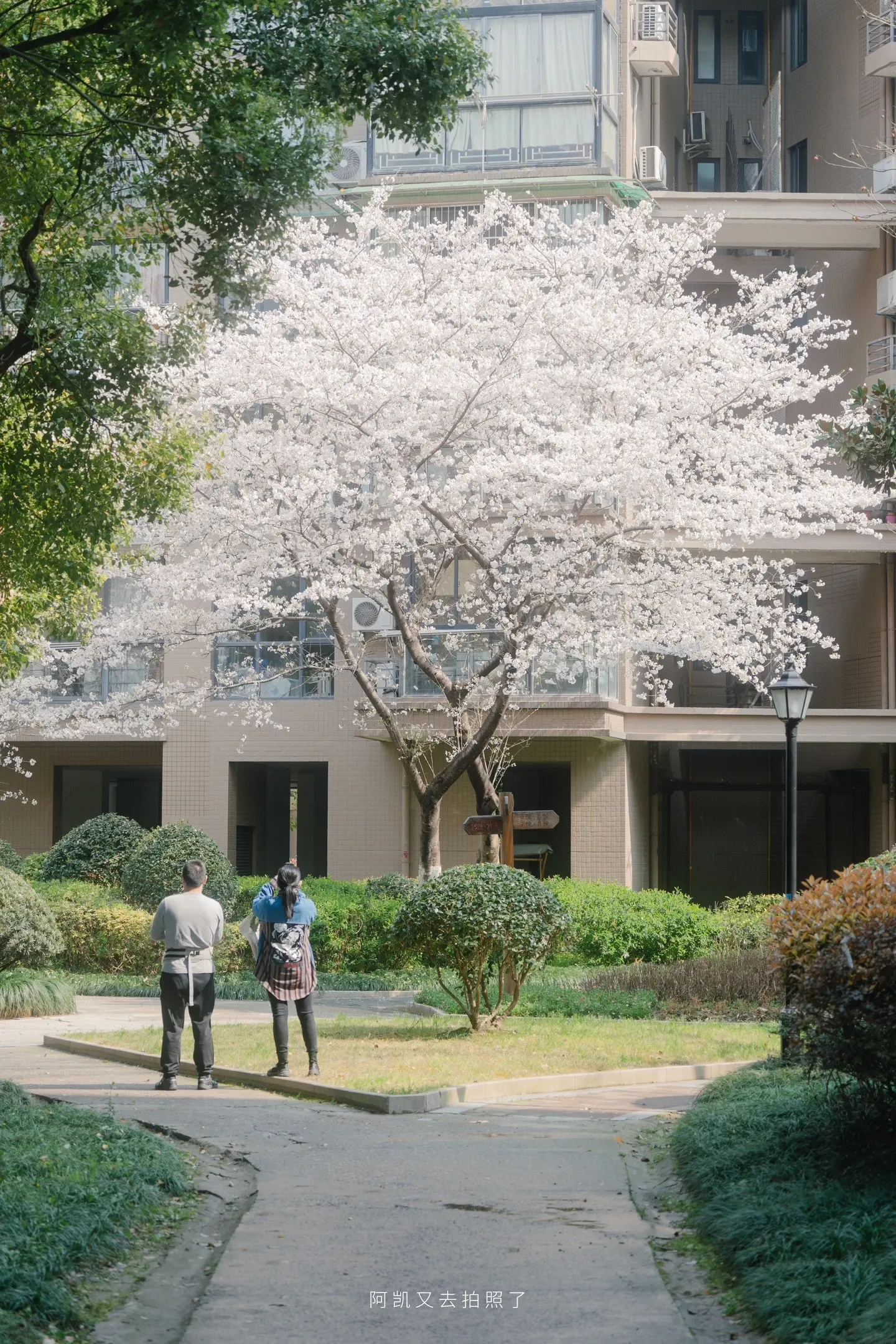 镜头下的春和景明。