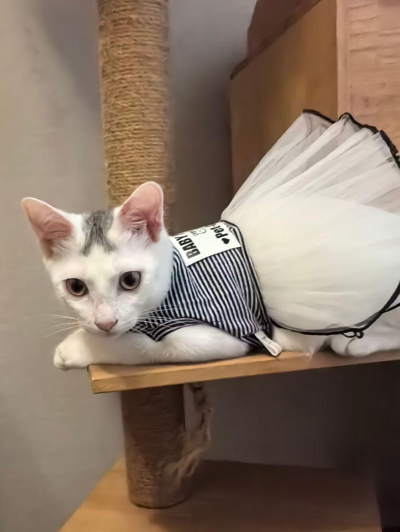 珠海，救助的流浪猫寻找爱心领养

小罐子，公，4个月，2公斤，已经内外驱、洗澡/