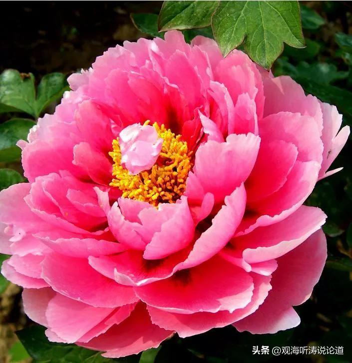 这朵牡丹是在兴庆公园拍的。祝条友们事业发达，荣华富贵，立足中产，直奔资产！