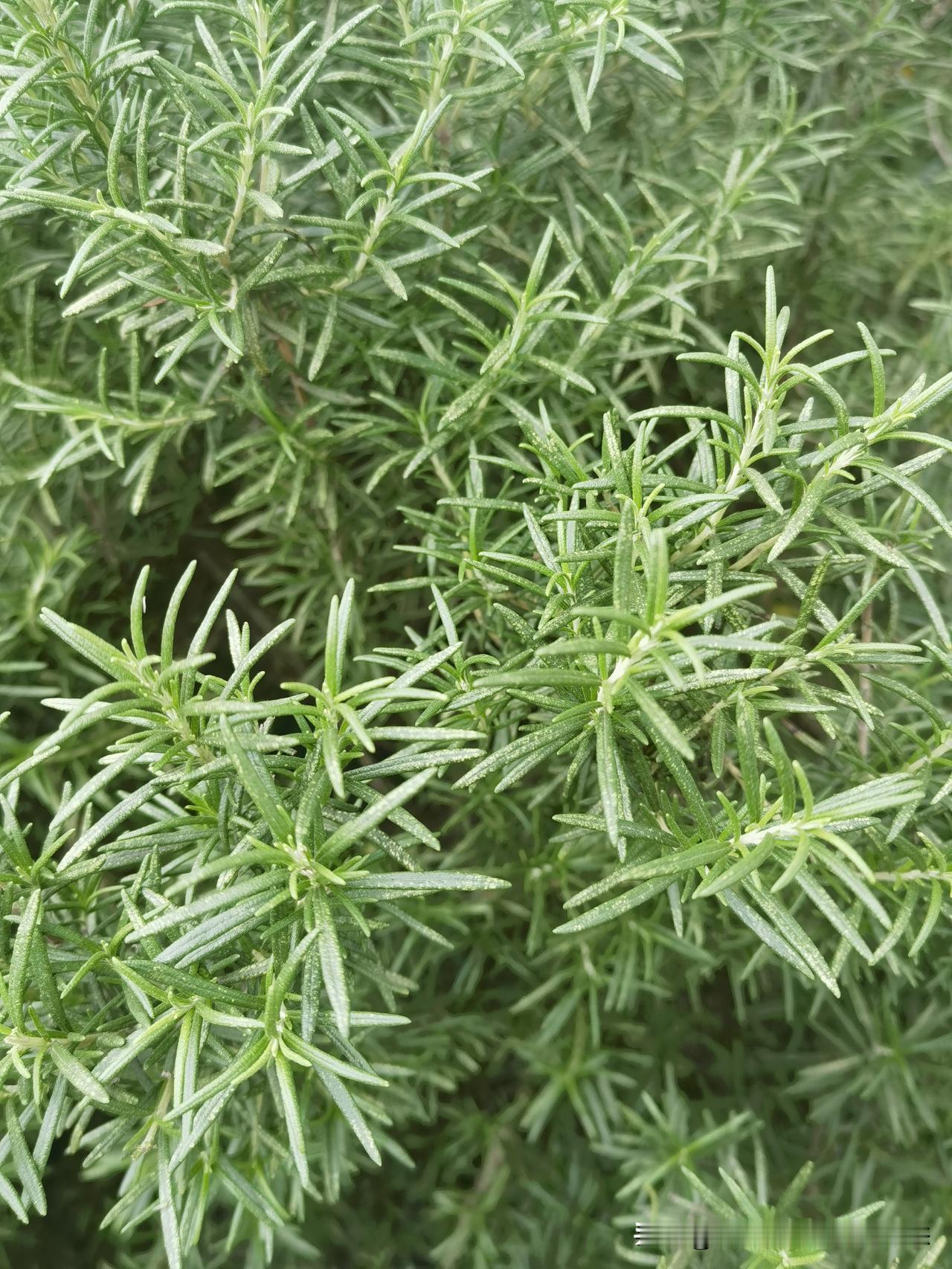 迷迭香：岁月里的清香与守望
 
       迷迭香是一种自带故事感的芳香植物，