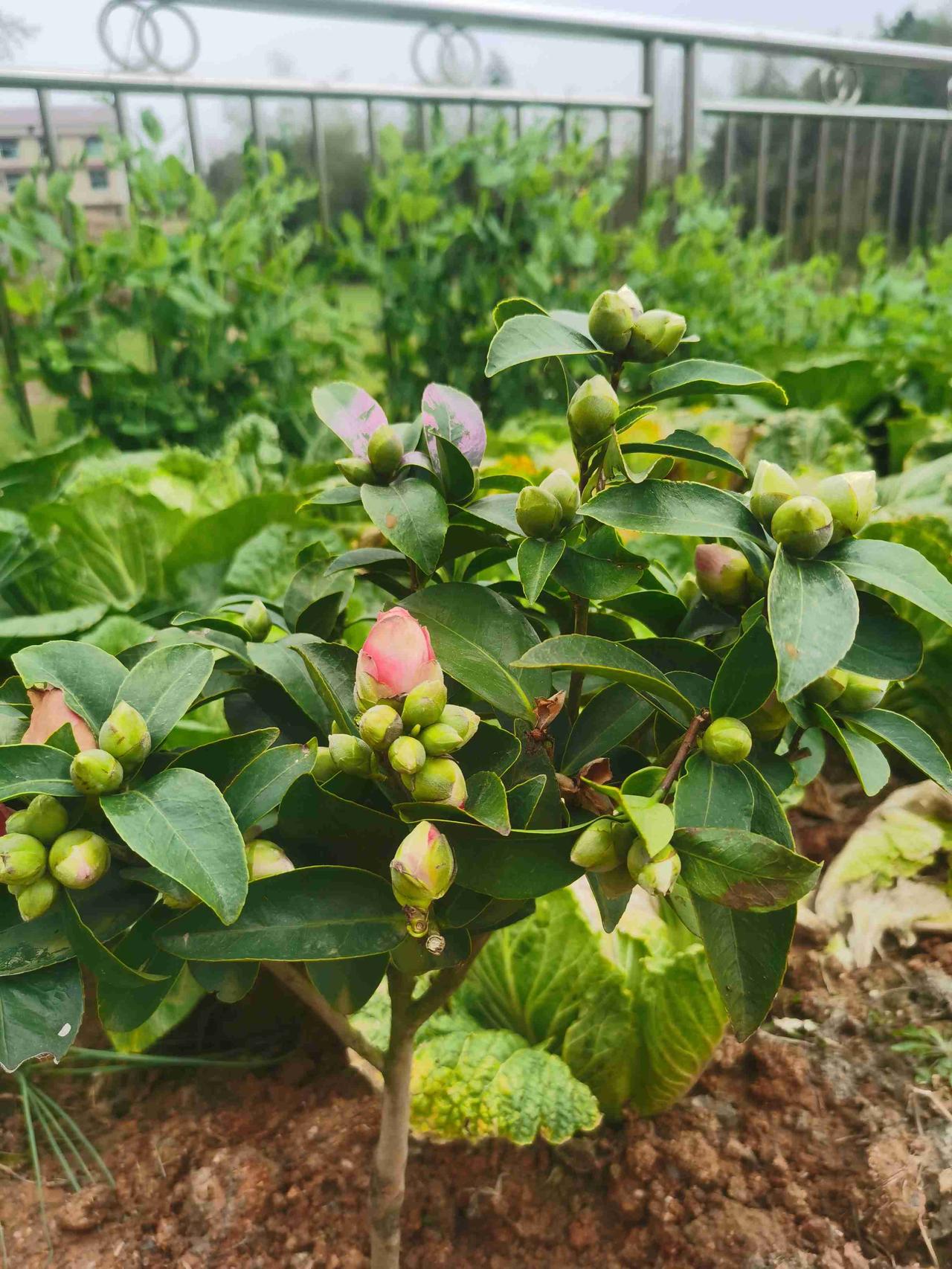 我的今日状态：😁轻松愉快
我这里的天气：☀️晴天

春天到了，去年种下的山茶花