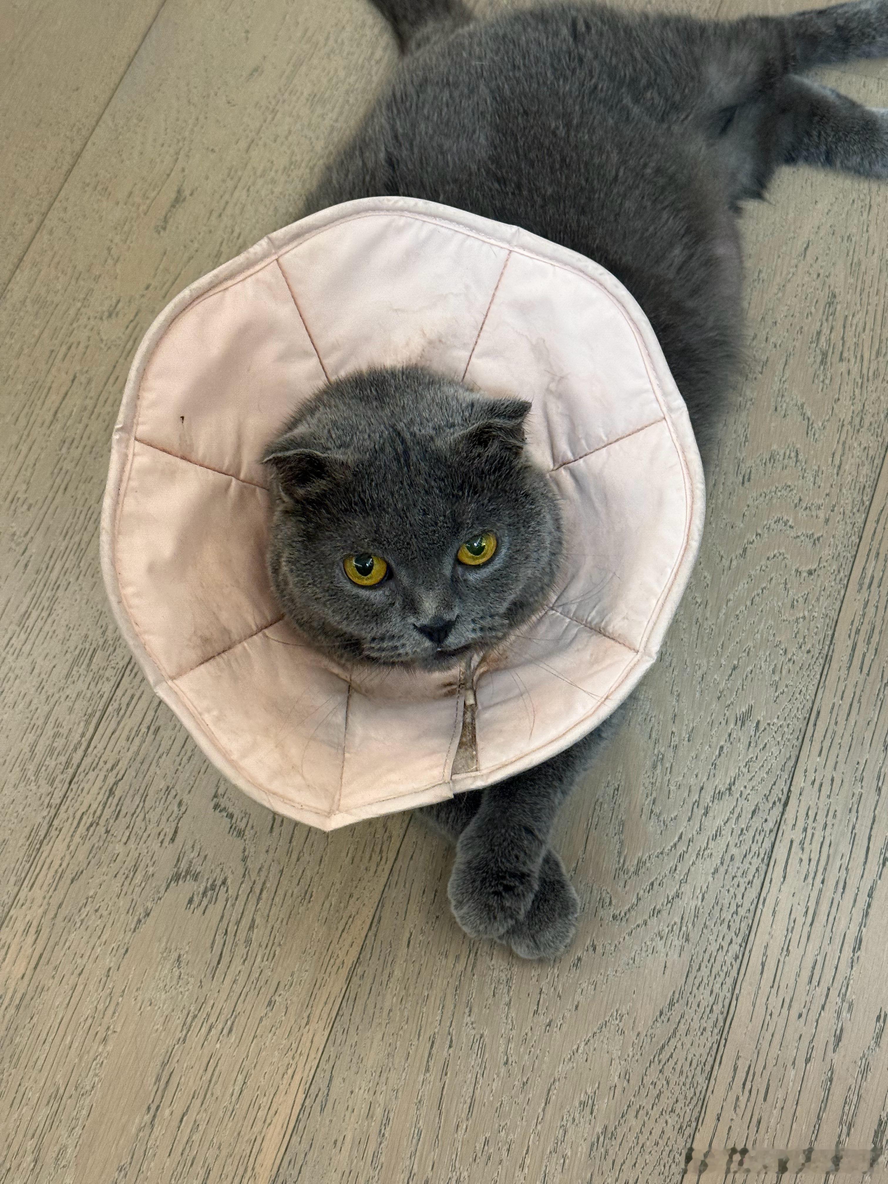 下雨宅家和猫猫玩，Tina叠叠手也太可爱了[哈哈] ​​​
