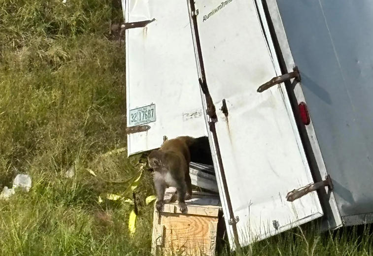 美国密西西比州实验猴逃脱事件仍有三只下落不明。这些恒河猴来自杜兰大学，最初被警告
