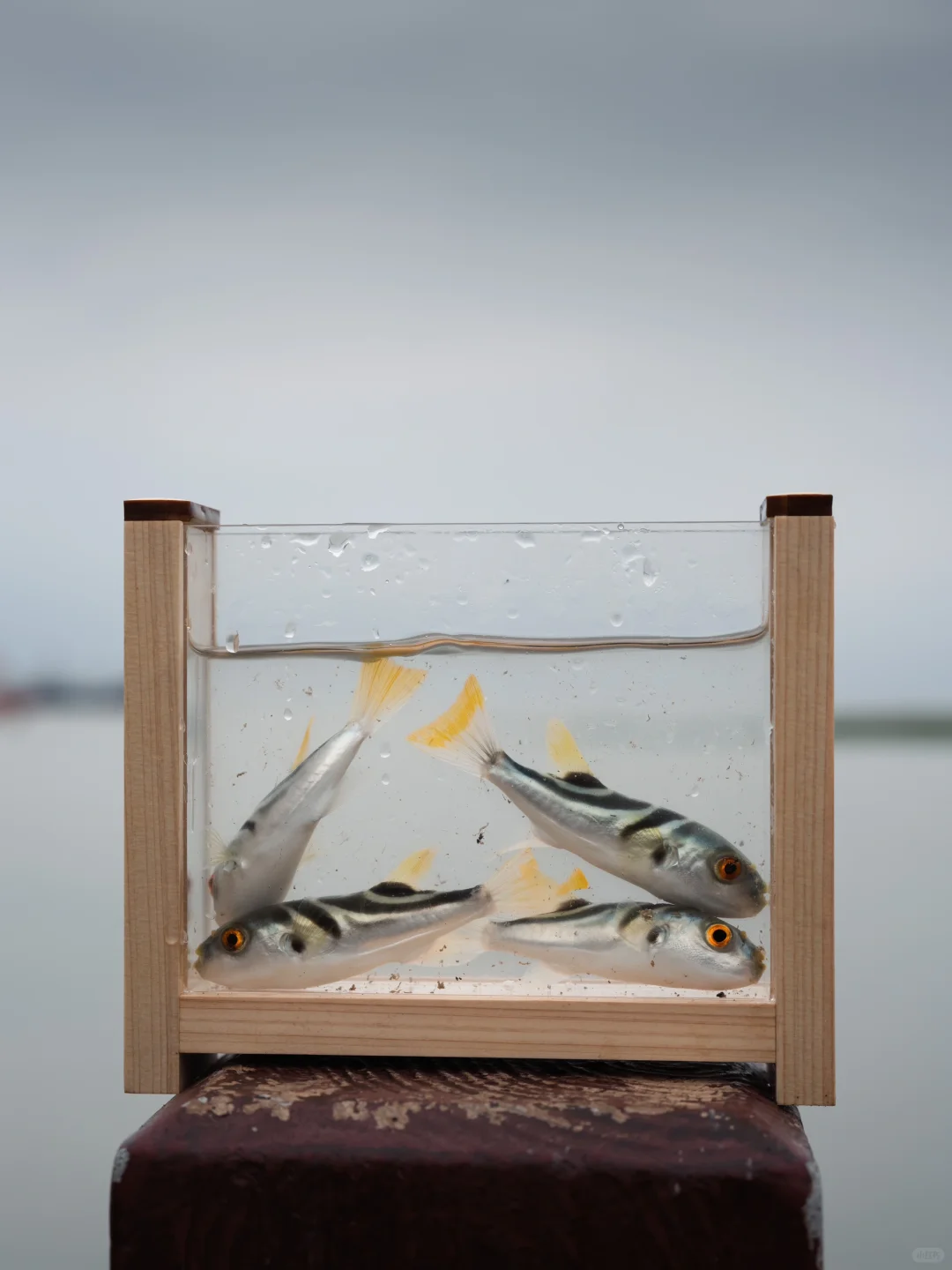 可可爱爱的河豚终于钓到啦🐡