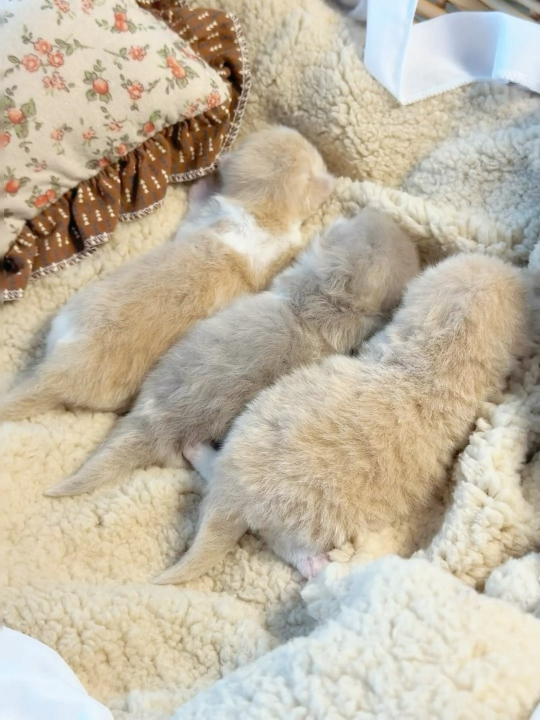 谁家小奶猫这么可爱啊啊啊