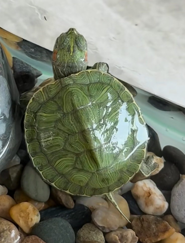 每天下班回家放下一身疲惫，蹲在缸边看小家伙慢吞吞划水、扒着缸壁探头探脑打量我，或