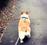 彭彭王