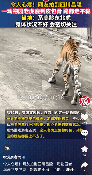 太可怜了！四川内江，有游客拍到隆昌市一动物园里一只老虎瘦到皮包骨，肚子扁扁的，走