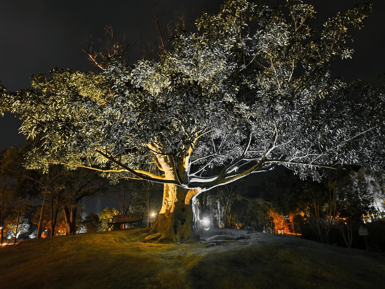 玉林市湿地公园真的是个宝藏地。一走进公园，满眼都是绿色，各种树木郁郁葱葱，空气里