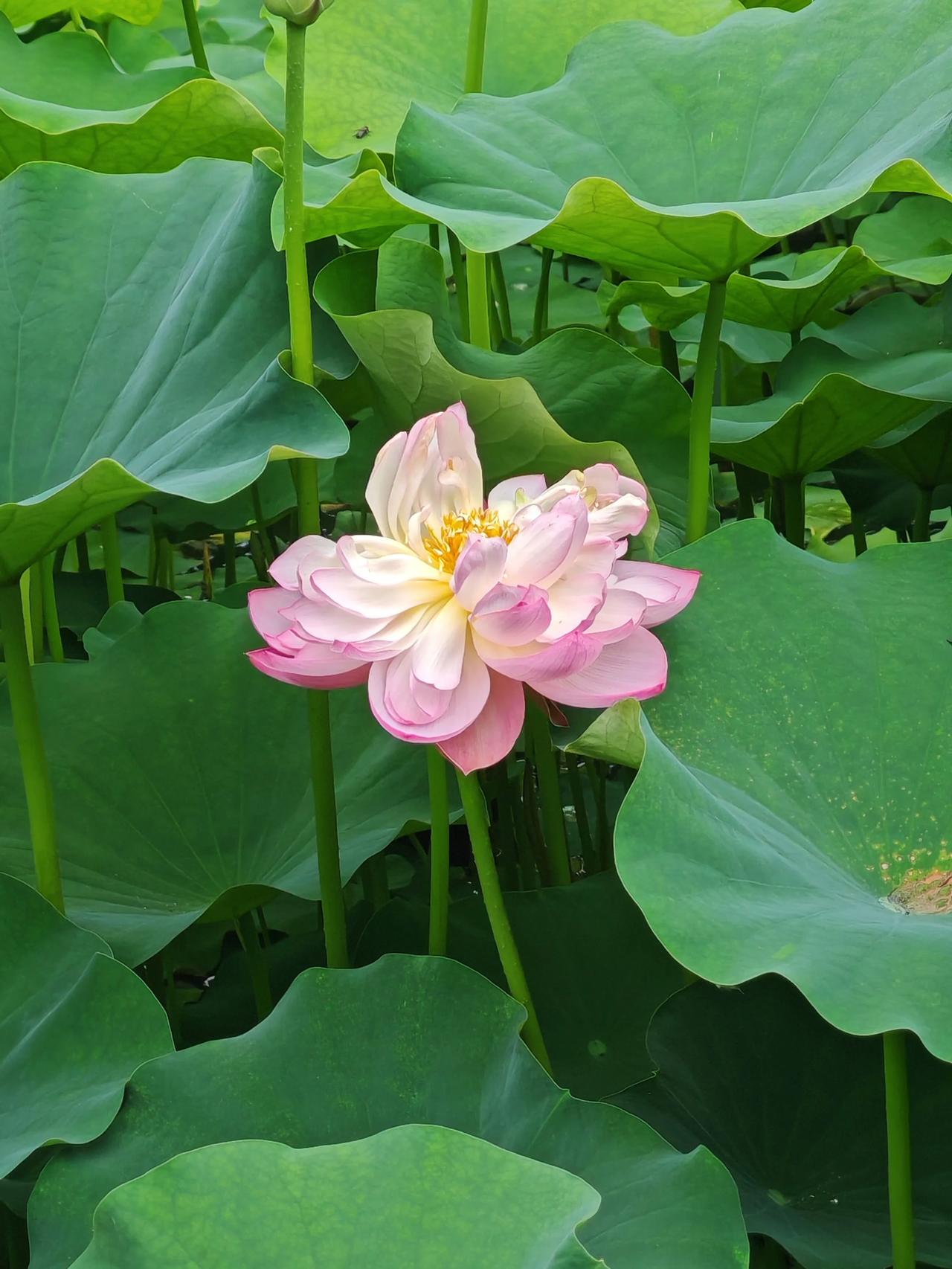 如果是下雨天，荷花雨中盛放，雨滴荷叶作响，芬芳飘散，引得市民驻足拍照。现在就可以