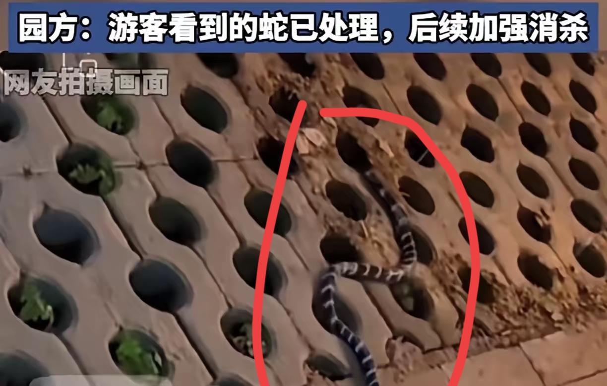 武汉城区公园惊现银环蛇！亚洲第一毒蛇都闯进大城市了，这潜在威胁也太吓人了！
 