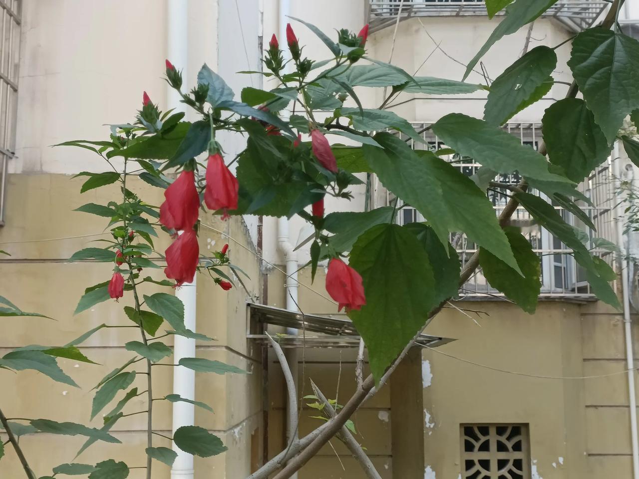 冬日花儿依然红！绵阳沈家坝一小区的围墙内外，一种不知名的植物上挂满了花朵，红彤彤