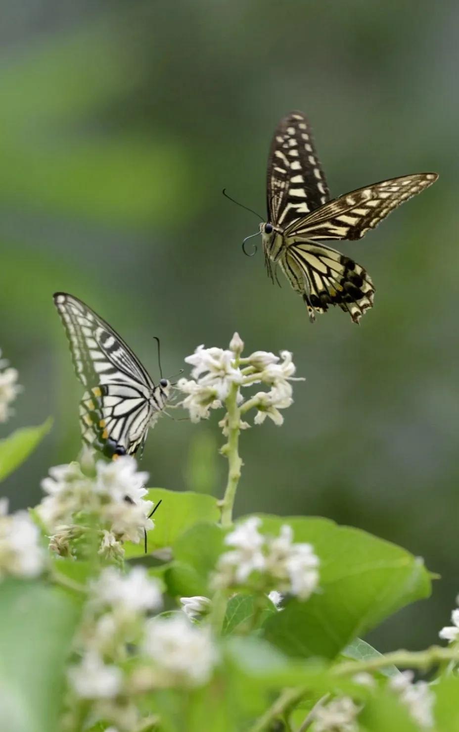 △△新秋咏韵△△
🍃🍎🎋🍇🌸
信步迎斜阳，临田闻秋香。
天高云也淡，水