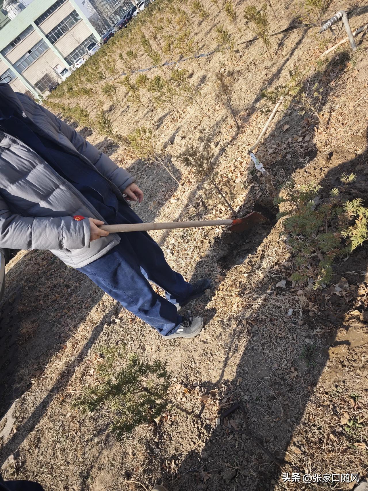 老板种的红豆杉，专门有人给浇水种地。这水管坏了，我们来维修。

把管子挖出来，管